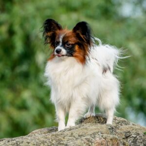 Altair Papillon Altair Papillon