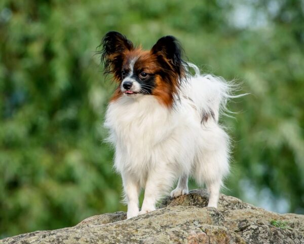 Altair Papillon Altair Papillon