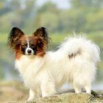 ALTAIR-male-Papillon-puppy-for-sale-2