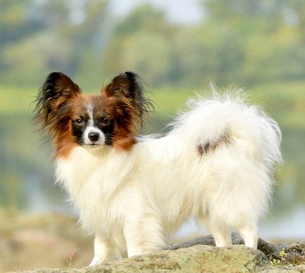 Altair Papillon Altair Papillon