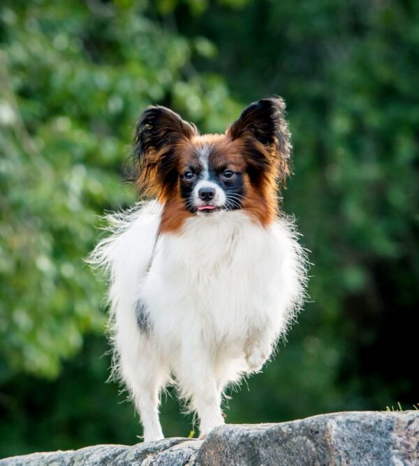 Altair Papillon Altair Papillon