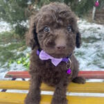 Abas-male-toy-poodle-puppy-for-sale-1 (1)