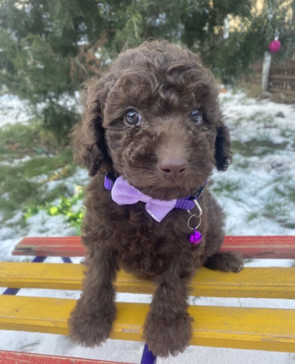 Abas Toy Poodle Abas Toy Poodle