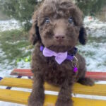 Abas-male-toy-poodle-puppy-for-sale-1 (2)