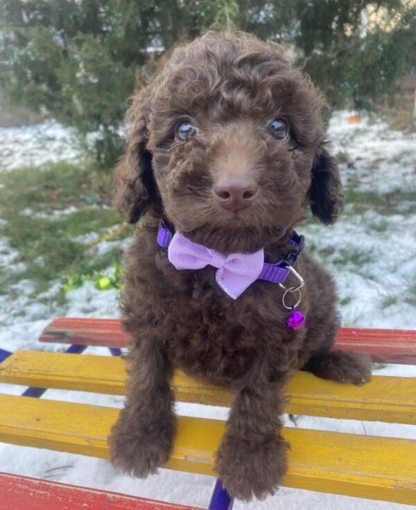 Abas Toy Poodle Abas Toy Poodle