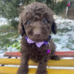 Abas-male-toy-poodle-puppy-for-sale-1 (3)