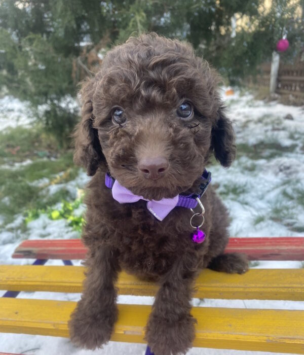 Abas Toy Poodle Abas Toy Poodle