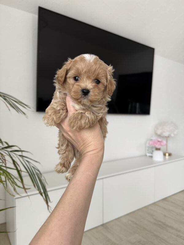Adelino Maltipoo Adelino Maltipoo