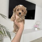 Adelino-male-maltipoo-for-sale-1 (2)