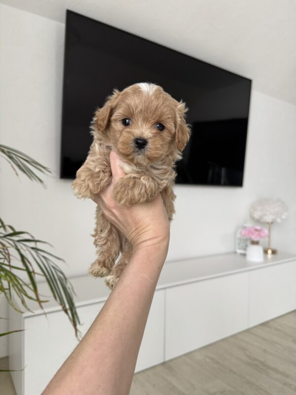 Adelino Maltipoo Adelino Maltipoo