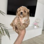 Adelino-male-maltipoo-for-sale-1 (3)
