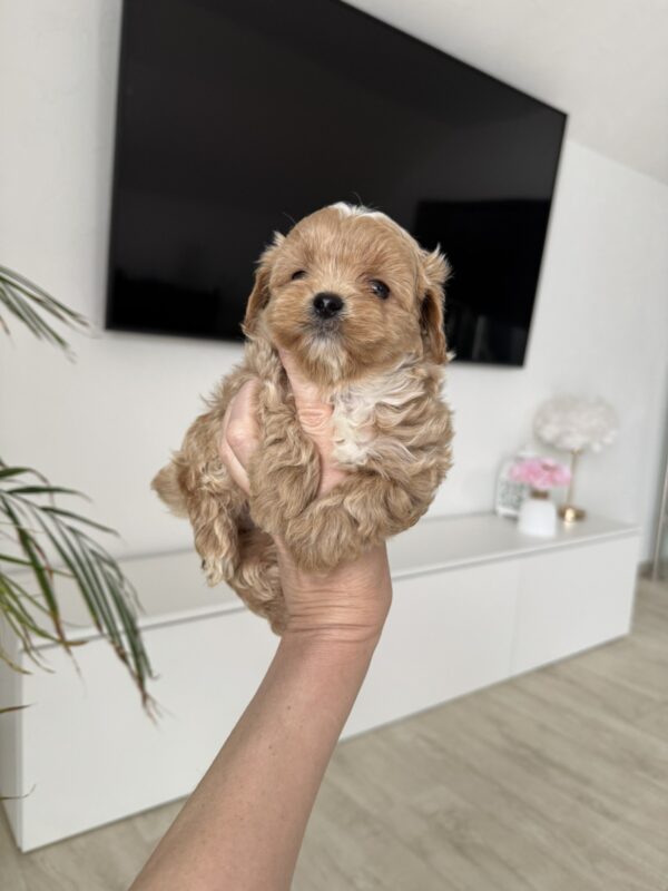 Adelino Maltipoo Adelino Maltipoo