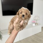 Adelino-male-maltipoo-for-sale-1 (4)