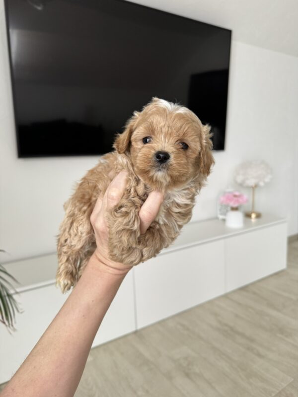 Adelino Maltipoo Adelino Maltipoo