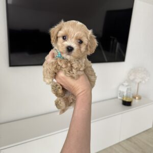 Adonis Maltipoo Adonis Maltipoo