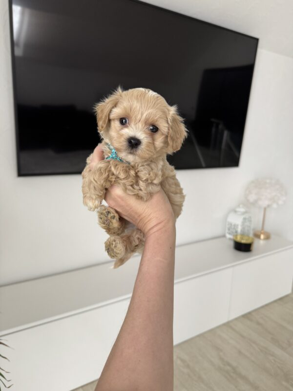 Adonis Maltipoo Adonis Maltipoo