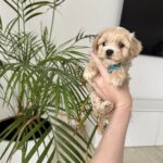 Adonis-male-maltipoo-for-sale-1 (2)