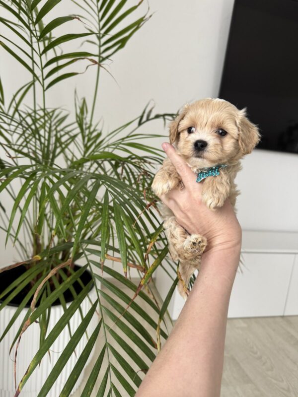 Adonis Maltipoo Adonis Maltipoo