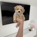 Adonis-male-maltipoo-for-sale-1 (3)