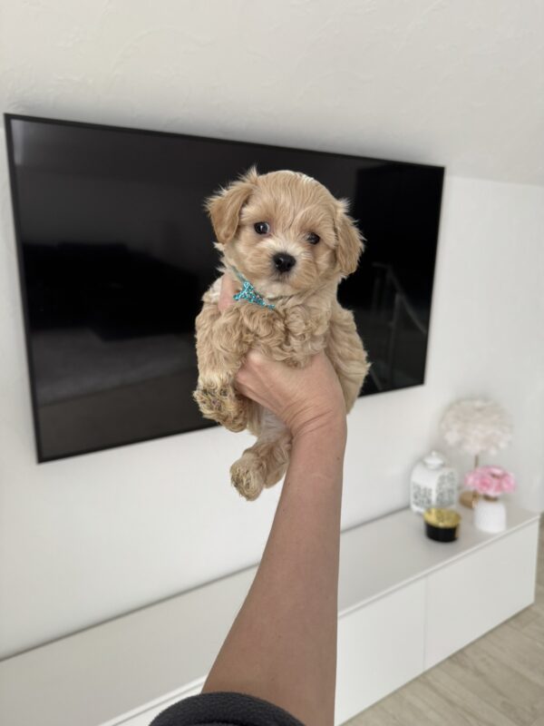 Adonis Maltipoo Adonis Maltipoo