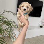 Adonis-male-maltipoo-for-sale-1 (4)