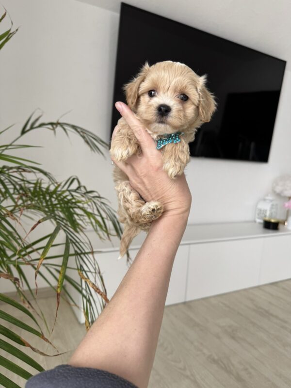 Adonis Maltipoo Adonis Maltipoo