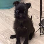 Afina-female-Belga-Griffon-puppy-for-sale-1 (1)