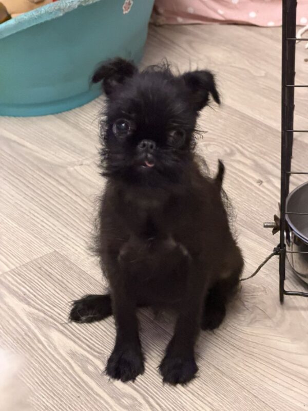 Afina Belga Griffon Afina Belga Griffon