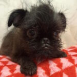 Afina-female-Belga-Griffon-puppy-for-sale-1 (2)