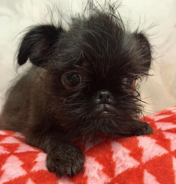 Afina Belga Griffon Afina Belga Griffon