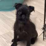 Afina-female-Belga-Griffon-puppy-for-sale-1 (3)