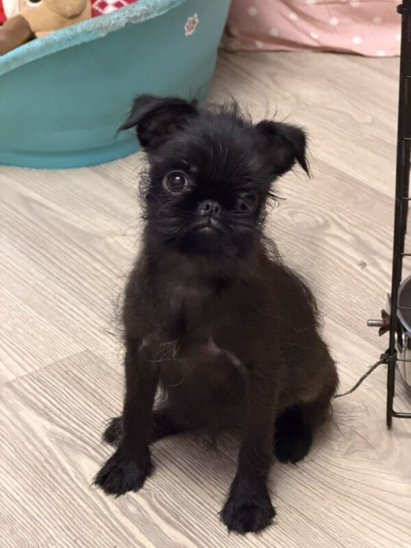 Afina Belga Griffon Afina Belga Griffon