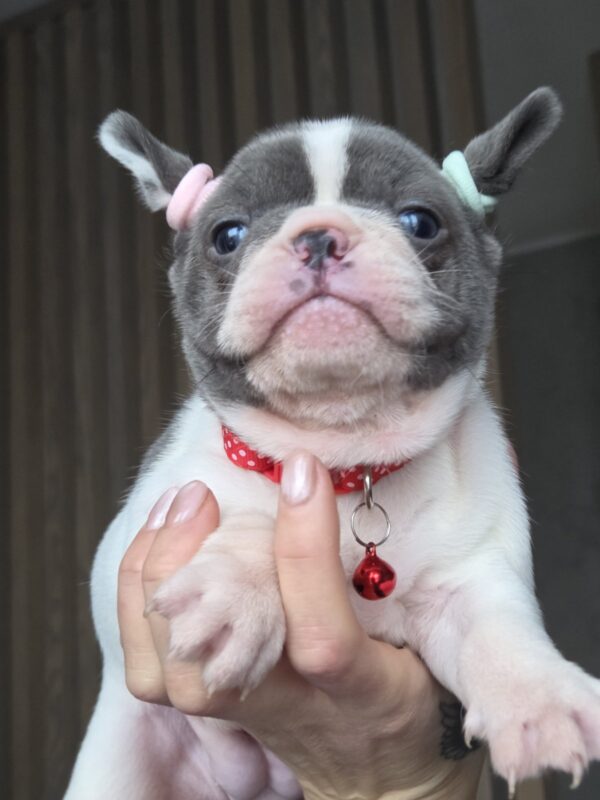 Agata French Bulldog Agata French Bulldog