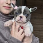 Agata-female-french-bulldog-puppy-for-sale-1 (2)