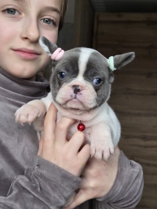 Agata French Bulldog Agata French Bulldog