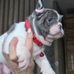 Agata-female-french-bulldog-puppy-for-sale-1 (3)