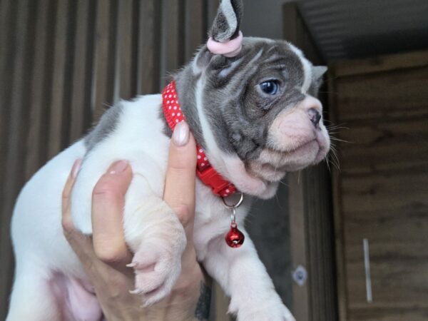 Agata French Bulldog Agata French Bulldog