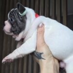 Agata-female-french-bulldog-puppy-for-sale-1 (4)