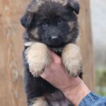 Agatha-female-German-shepherd-puppy-for-sale-1