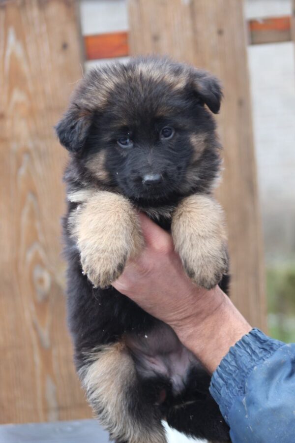 Agatha German Shepherd Agatha German Shepherd