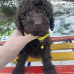 Agito-male-toy-poodle-puppy-for-sale-1 (1)