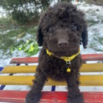 Agito-male-toy-poodle-puppy-for-sale-1 (2)