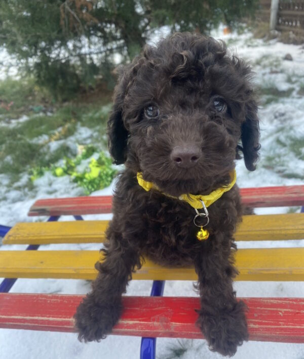 Agito Toy Poodle Agito Toy Poodle