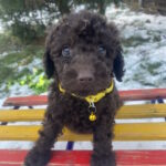 Agito-male-toy-poodle-puppy-for-sale-1 (3)