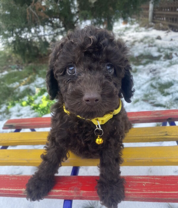 Agito Toy Poodle Agito Toy Poodle
