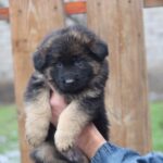 Agnes-female-German-shepherd-puppy-for-sale-1