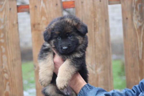 Agnes German Shepherd Agnes German Shepherd