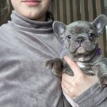Agnes-female-french-bulldog-puppy-for-sale-1 (1)