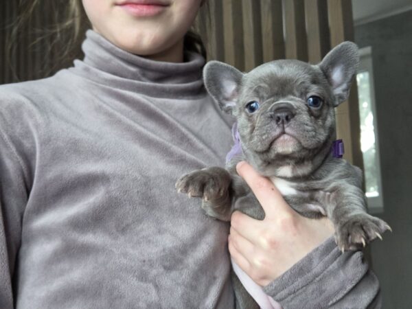 Agnes French Bulldog Agnes French Bulldog