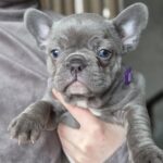 Agnes-female-french-bulldog-puppy-for-sale-1 (2)